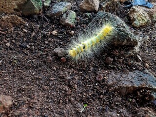 yellow caterpillars with long fuzzy hair on the ground