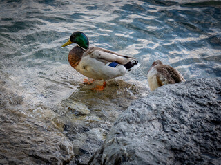 duck on the lake