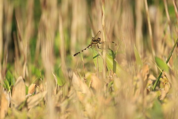 茶色い草にとまるシオカラトンボのメス