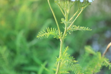 緑色のセイヨウノコギリソウの葉のアップ