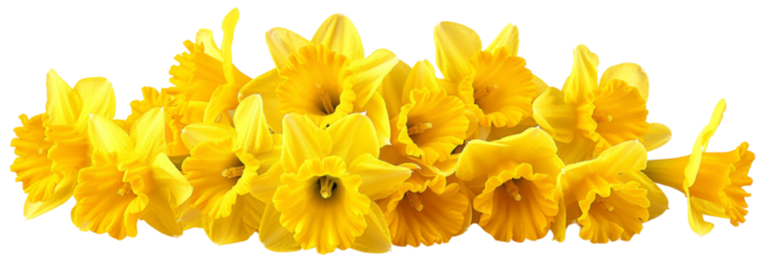 A beautiful arrangement of vibrant yellow daffodils in full bloom, showcasing their bright petals and natural elegance, set against a clean background. cut out. PNG. transparent background.