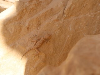 A common fan footed gecko in Sinai in Tih plateau in the middle of Sinai standing on a rock