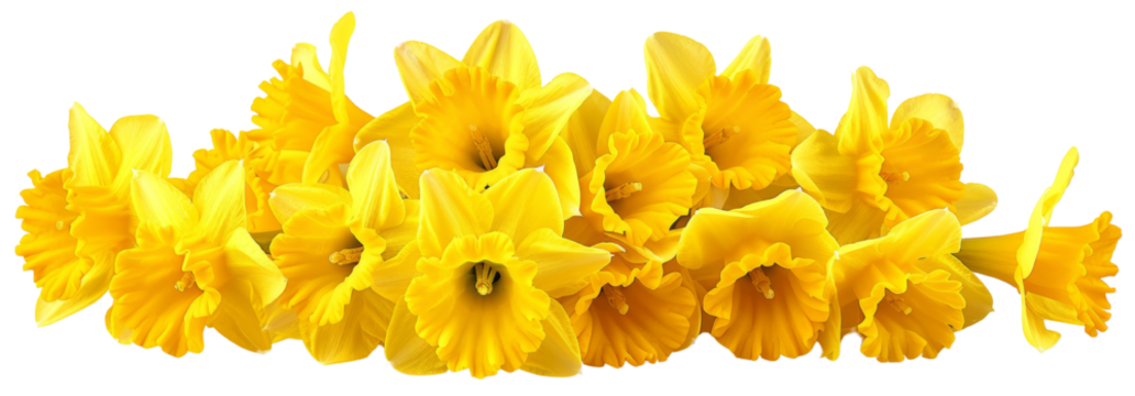 A beautiful arrangement of vibrant yellow daffodils in full bloom, showcasing their bright petals and natural elegance, set against a clean background. cut out. PNG. transparent background.