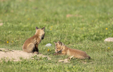 Pair of Red Fox Pups at a Den