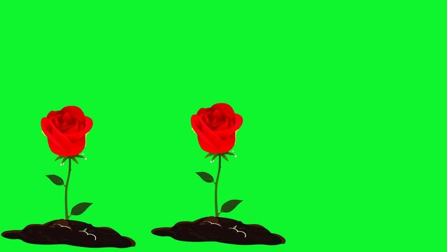 footage of rose illustrations