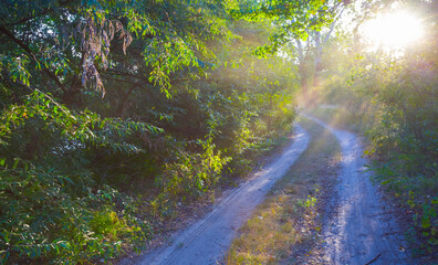 Fototapeta premium ground road through the summer forest in light of sun