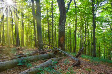 green summer forest glade in light of sun