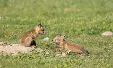 Pair of Red Fox Pups at a Den
