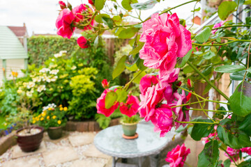 Shallow focus of a mature pink rose seen on a climber outside the back garden of a private house. A small patio and table can be seen.