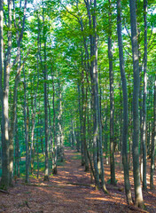 Obraz premium ground alley in green forest