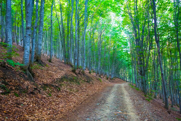 ground road over mount slope among green forest