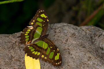 Malachite Butterfly (Siproeta stelenes) in Natural Habitat