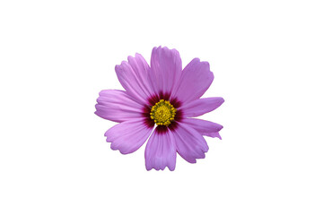 Pink flowers isolated on white background.  Make clipping path.