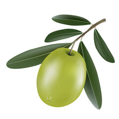 Vector illustration of realistic 3d olive tree branch with green olive and drops of dew isolated on white background. Can be used for advertising, print, banner, poster, packaging. Eps 10.