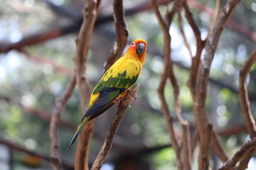 Parrots in zoos are raised in a special way.