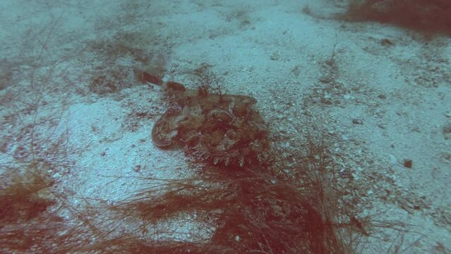 Monk fish lies on the sand seabed, slow motion, close-up of Monkfish or Angler fish (Lophius piscatorius)