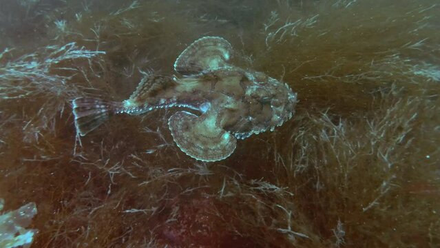 Top view of Monk fish swimming above the seaweed, slow motion, close-up of Monkfish or Angler fish (Lophius piscatorius)