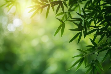 The sun shines through the leaves of a tree