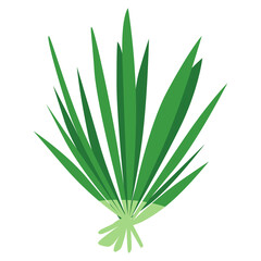 Lemongrass leaf vegetable in flat design style, lemon grass green leaves icon vector illustration, cymbopogon citratus, sereh or serai dapur image, salai or balioko, healthy green leafy vegetables
