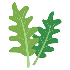 Fototapeta premium Arugula vegetable vector illustration, arugula leaf cartoon icon flat design, healthy green leafy vegetables