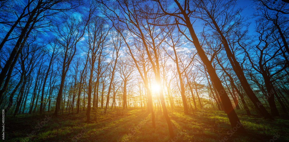 Wall mural sunrise in autumn forest without leaves