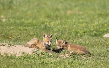 Red Fox Pups at a Den in Wyoming in Spring