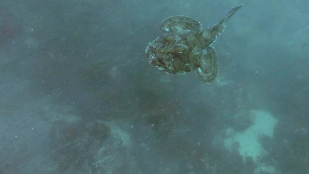 Top view of Monk swimming high above the seabed swimming in a cloud of sandy turbidity, slow motion, close-up of Monkfish or Angler fish (Lophius piscatorius)