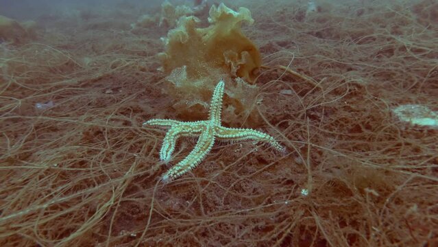 Time Lapse, Sea star lies on the seabed covered with brown algae, scallop swims above it, the Spiny Starfish (Marthasterias glacialis) and Queen scallop or Manx queenie (Aequipecten opercularis)