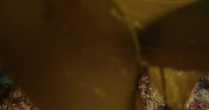 Giant key hole limpet.