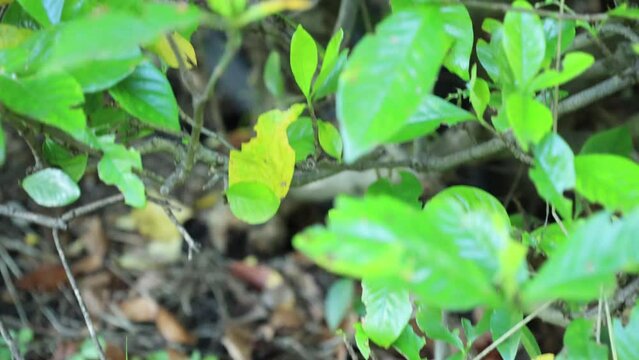 緑の葉の間を飛ぶ1匹のオオスガシバ