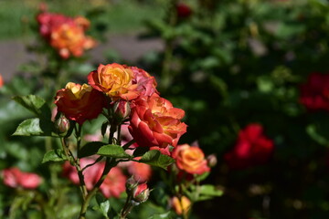 Herbaciane, żółte, pomarańczowe róże, krzewy, pąki, wiele kwiatów, różanecznik   © felicytka