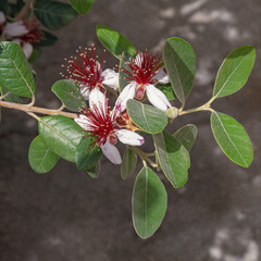 Branch of Pineapple Guava tree with showy flowers. Feijoa sellowiana