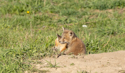 Red Fox Pups at a Den in Wyoming in Spring
