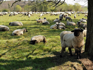 sheeps in the spring on the green meadow, sleeping and eating, Schafe im Frühling auf der Weide...