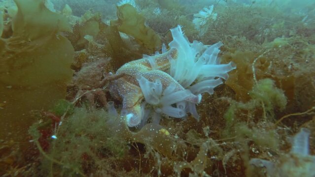 Time lapse, Sea Star eats ascidian colony on seabed covered with algae, Spiny Starfish (Marthasterias glacialis) and Transparent sea squirt (Ciona intestinalis, Ascidia intestinalis)