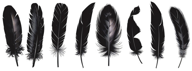 Black feathers set collection isolated on white background vector illustration, clipart design with clipping path


