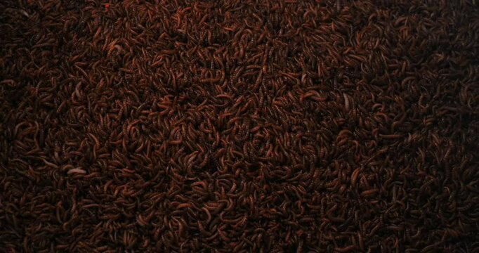 Swarming Creepy Live Zophobas Morio, Super Worms. Topdown Shot
