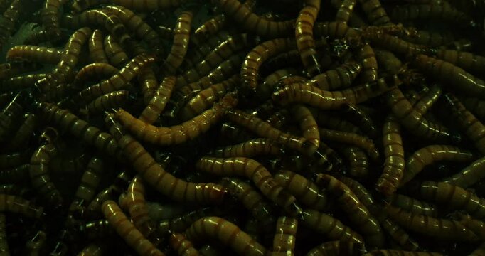 Swarming Live Superworms. Close-up Shot