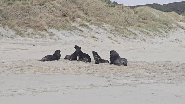 Group of young sea lions (Phocarctos hookeri) playing at Sandfly bay. Their playful antics paint the coastline with joy and energy, echoing the wild beauty of New Zealand's coastlines.