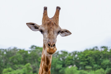 Close up  head giraffe in the garden