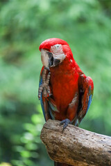 Close up head the red macaw parrot bird in garden