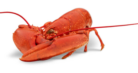 Cooked lobster