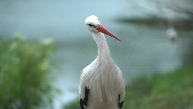 polish stork at the water side in the summer time
