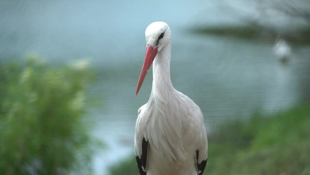 polish stork at the water side in the summer time