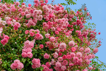 Obraz premium Rose bush with pink flower heads