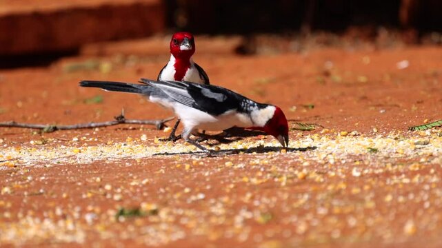 Two tropical colorful cardinals on the ground eating in dry Caatinga habitat, Brazil