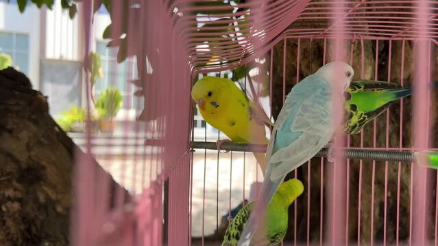 Meet the colorful and chatty parrots in the local pet store
