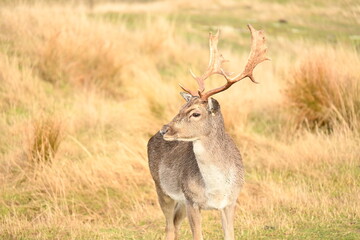 Deer Park Heights Queenstown in New Zealand
