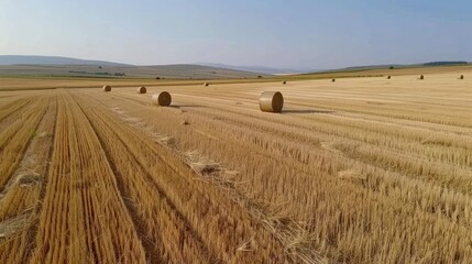 Golden Hay Bales in a Vast Field