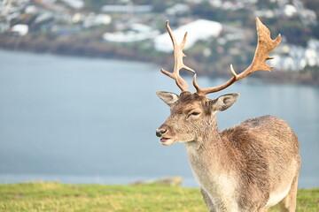 Deer Park Heights Queenstown in New Zealand
